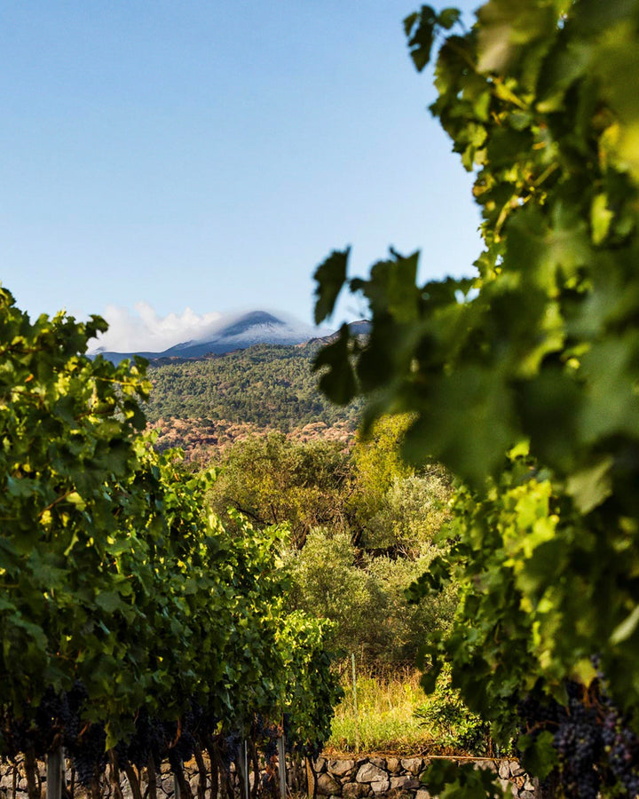 Etna er i udbrud – hvorfor er Etna vine så populære?